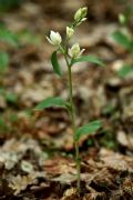 Cephalanthera damasonium